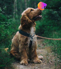 Thumbnail for Cockers-Spaniel in het bos Diamond Painting for you