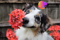 Thumbnail for Hond met rode bloem Diamond Painting for you