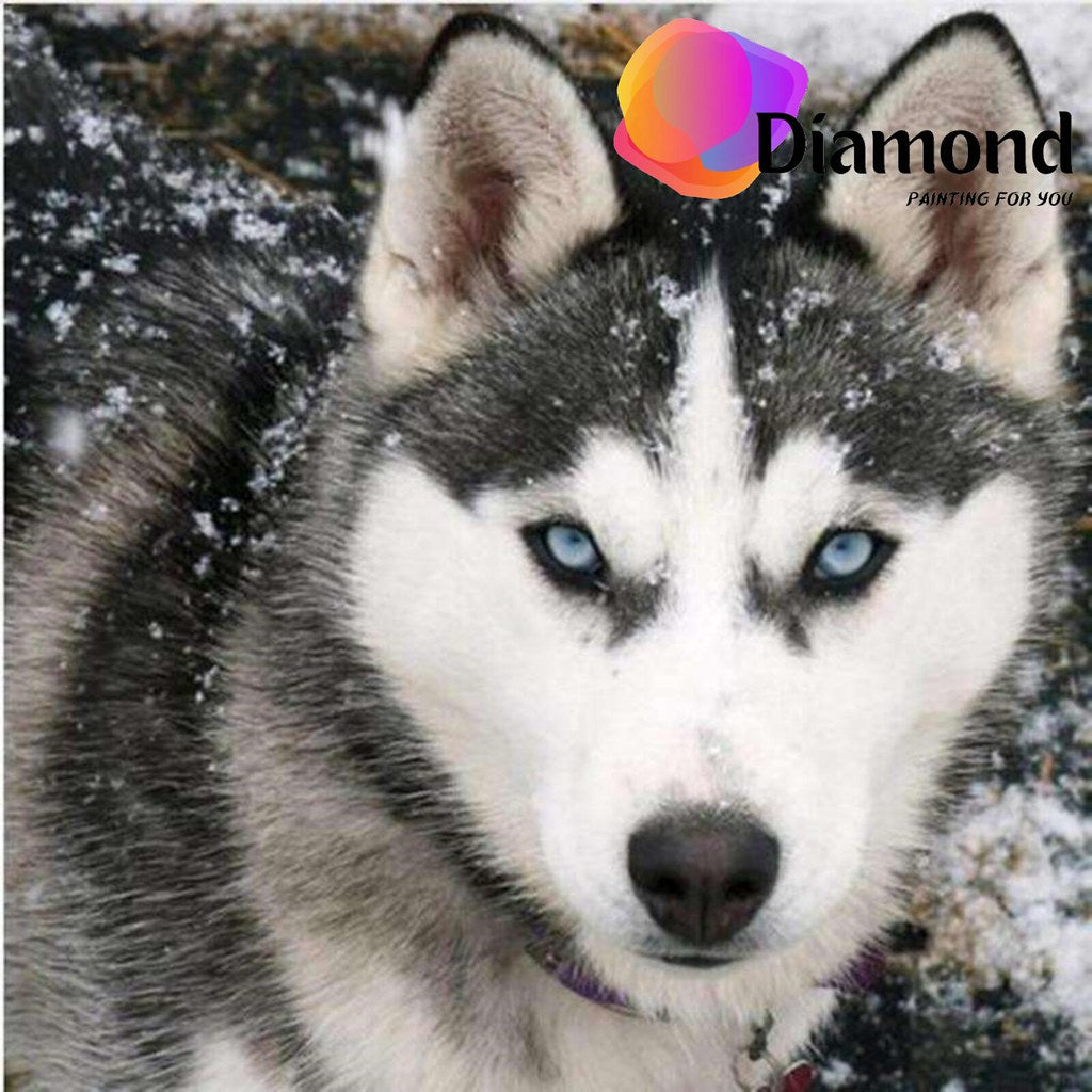 Husky met sneeuw op de vacht Diamond Painting for you