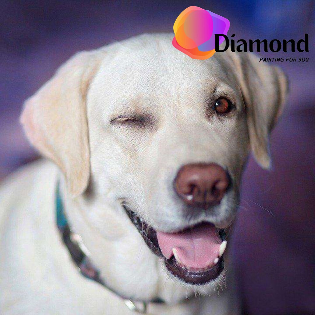 Labrador knipoog Diamond Painting for you