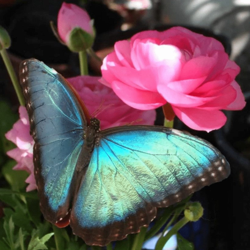 Blauwe vlinder op roze bloem Diamond Painting for you