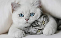 Thumbnail for Twee Kittens Diamond Painting for you