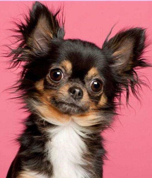 Chihuahua met roze achtegrond Diamond Painting for you