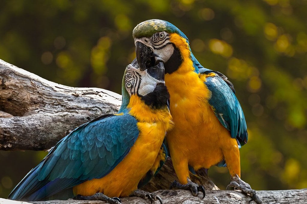 Twee knuffelende papegaaien Diamond Painting for you