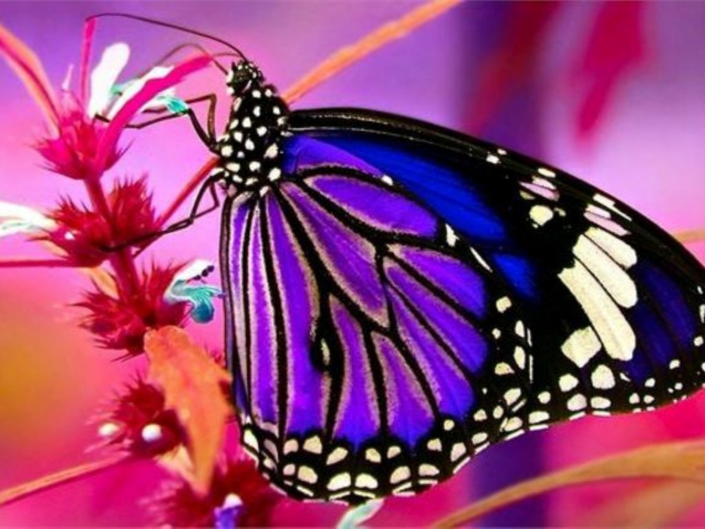 Blauw paarse vlinder op een Roze rode stengel Diamond Painting for you