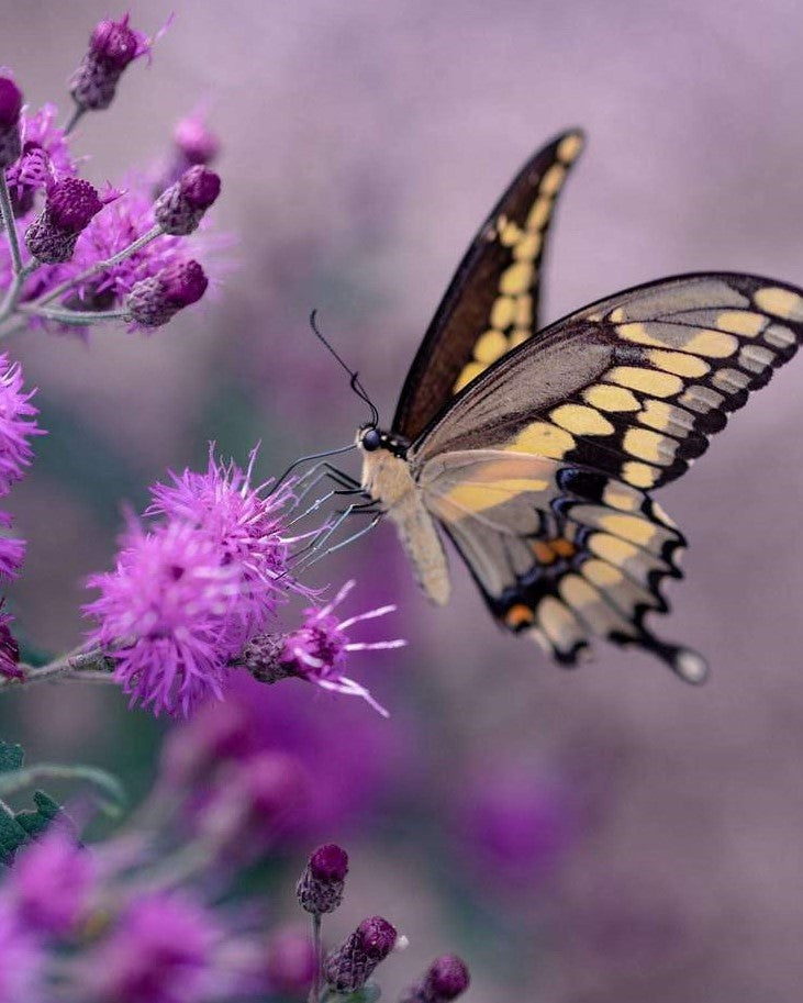 Geel zwarte vlinder op een paarse bloem Diamond Painting for you
