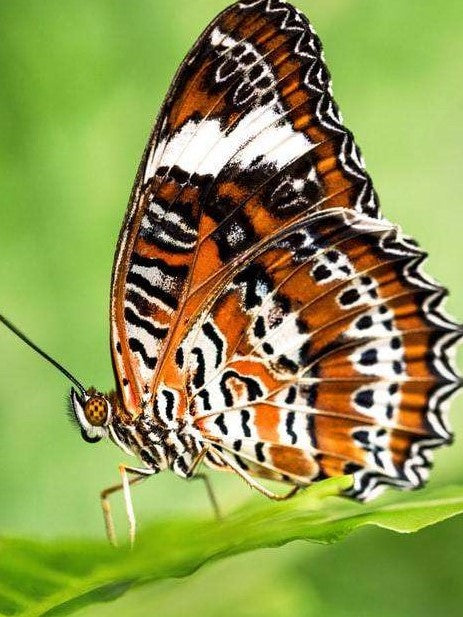 Bruin witte vlinder op een groen blad Diamond Painting for you