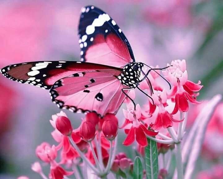 Roze vlinder op een roze bloem Diamond Painting for you