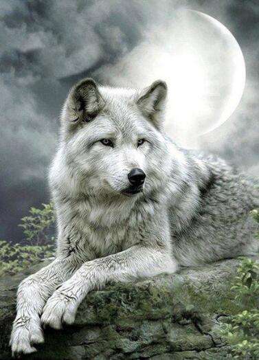 Wolf ligt bij maanlicht Diamond Painting for you