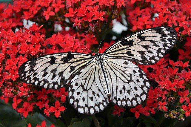 Zwart witte vlinder op rode bloemen Diamond Painting for you
