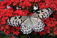 Thumbnail for Zwart witte vlinder op rode bloemen Diamond Painting for you
