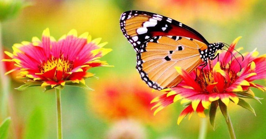 Oranje vlinder op een rood gele bloem Diamond Painting for you