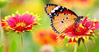 Thumbnail for Oranje vlinder op een rood gele bloem Diamond Painting for you