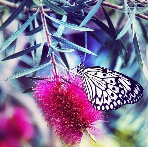 Zwart witte vlinder op een roze bloem Diamond Painting for you