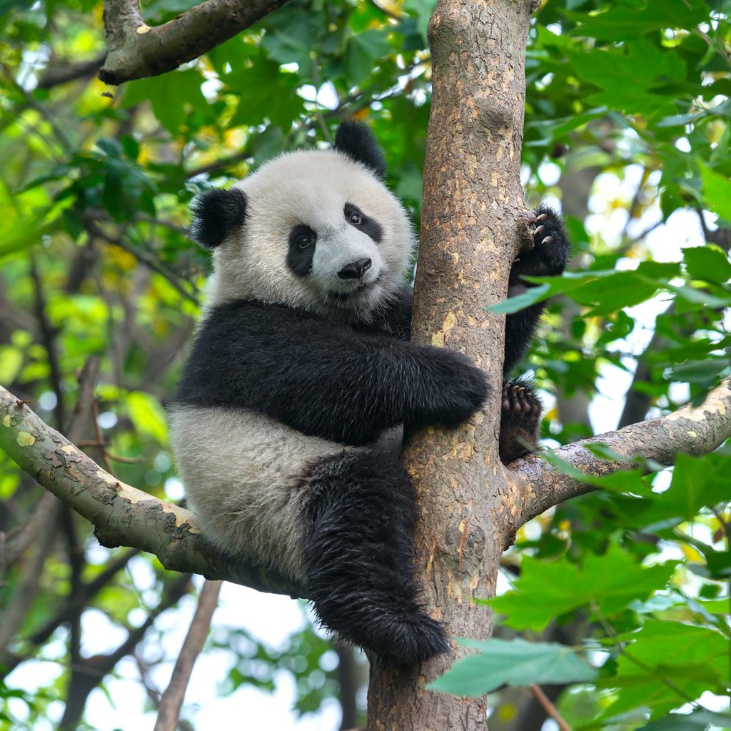 Panda in een boom Diamond Painting for you