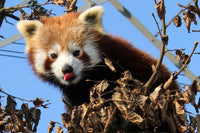 Thumbnail for Rode Panda tong uit mond Diamond Painting for you