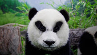 Thumbnail for Boze Panda Diamond Painting for you
