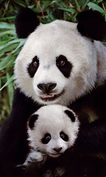 Moeder en kind Panda Diamond Painting for you