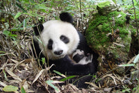 Thumbnail for panda met baby Diamond Painting for you