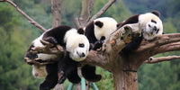 Thumbnail for Panda in Chengdu Diamond Painting for you