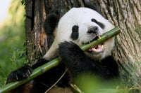 Thumbnail for Panda met Bamboe Diamond Painting for you
