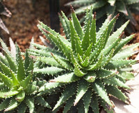 Thumbnail for Verzorging van cactussen en vetplanten Diamond Painting for you