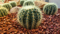 Thumbnail for Cactus Pokon Groen Diamond Painting for you
